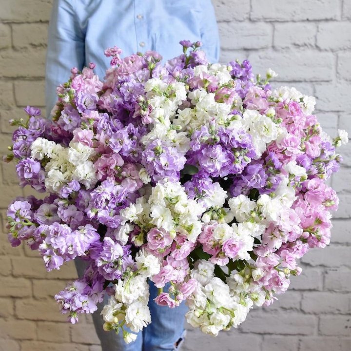 Облако маттиол в Саратове