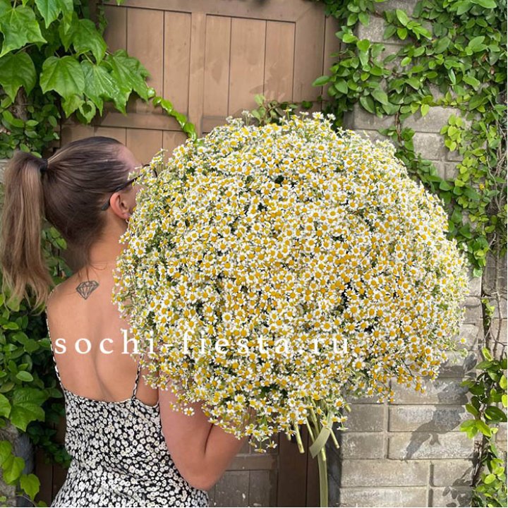 101 ромашка в Саратове