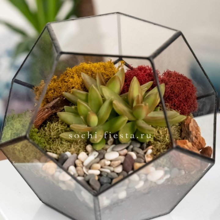 Флорариум “Додекаэдр” с суккулентом Седум в Саратове