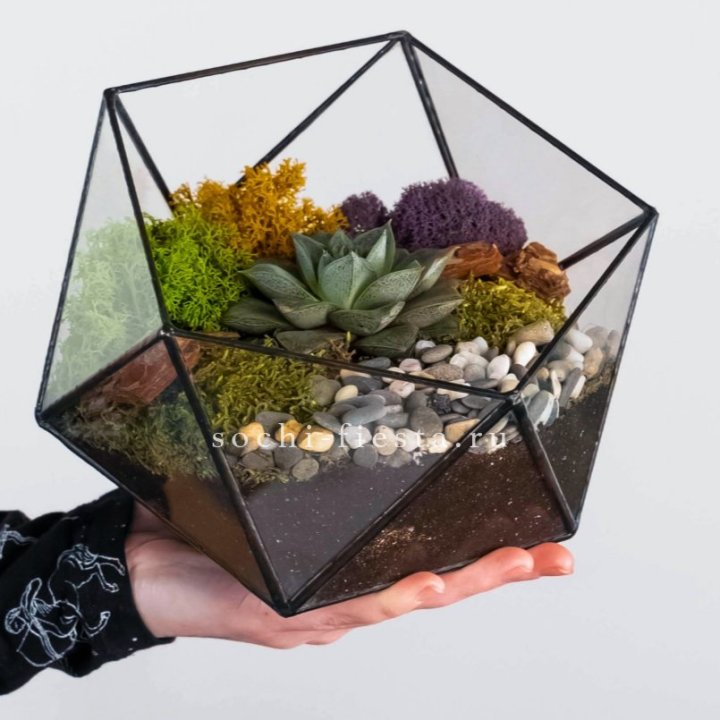 Флорариум “Икосаэдр” с суккулентом Каменная Роза в Саратове