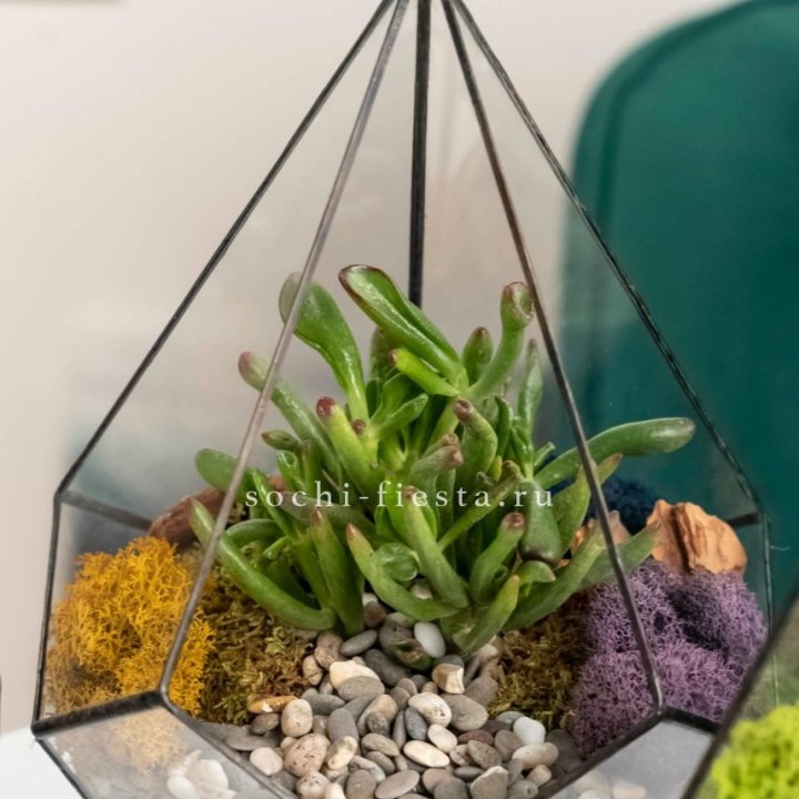 Флорариум “Капля” с суккулентом Крассула Хоббит в Саратове