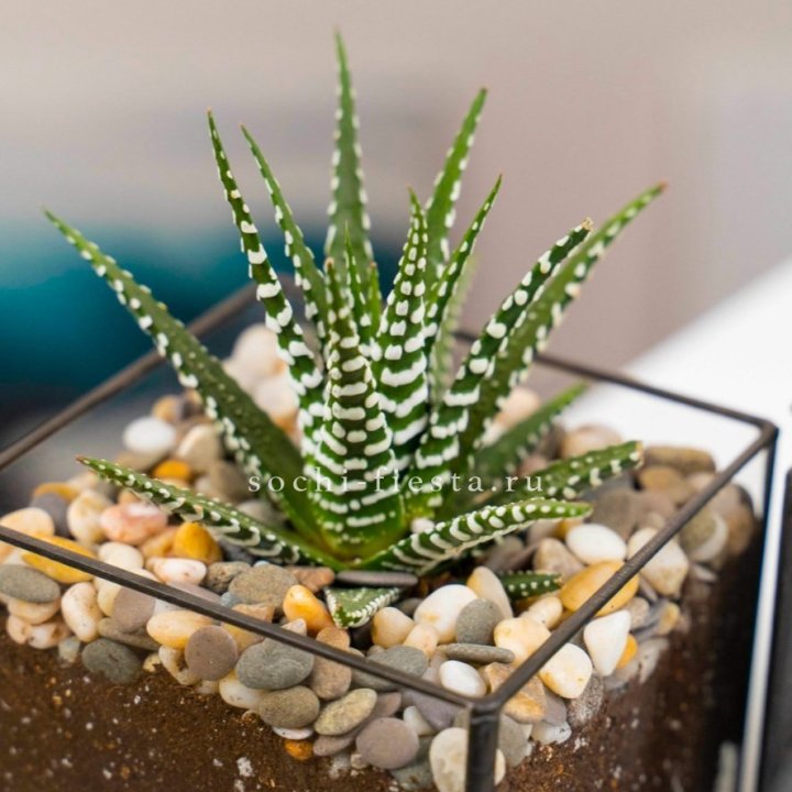 Флорариум Кубик с суккулентом Хавортия в Саратове