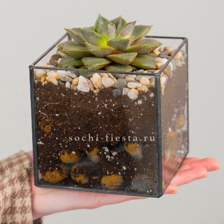 Флорариум Кубик с суккулентом Каменная роза в Саратове