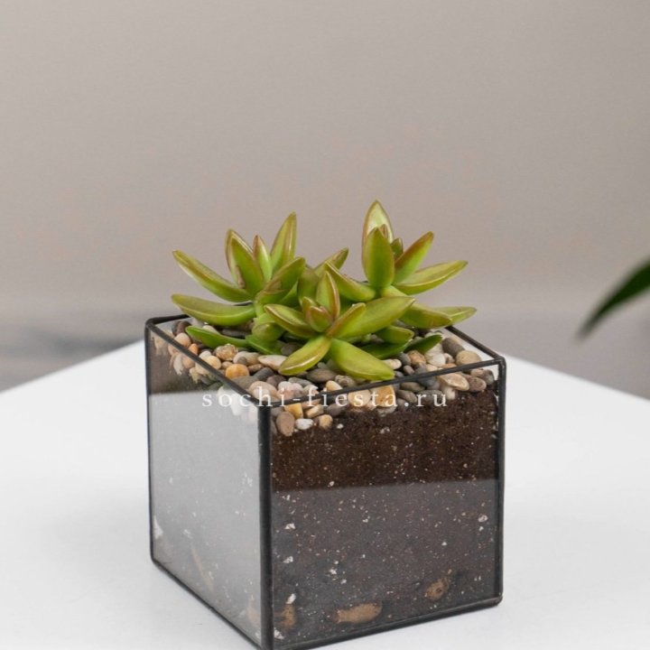 Флорариум Кубик с суккулентом Седум в Саратове