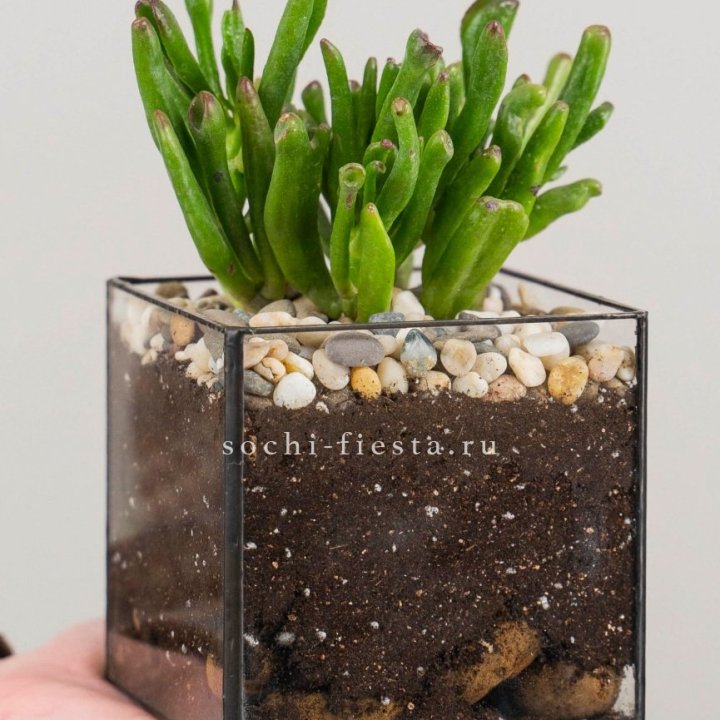 Флорариум Кубик с суккулентом Хоббит в Саратове