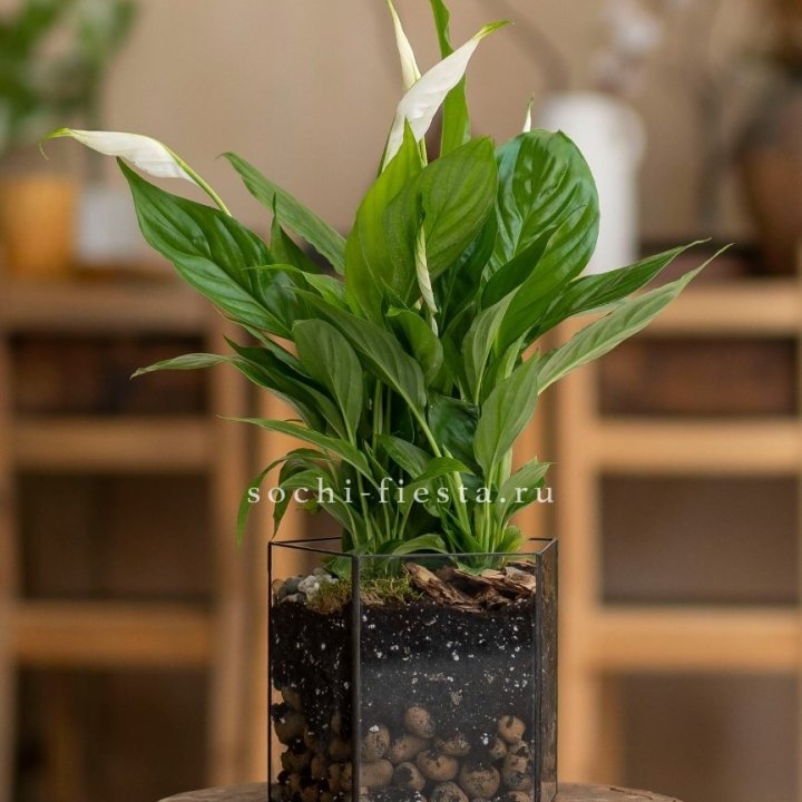 Спатифиллум в кашпо Пятиугольник в Саратове