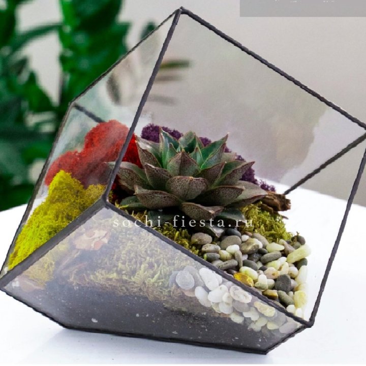 Флорариум Куб усеченный с суккулентом Каменная роза в Саратове