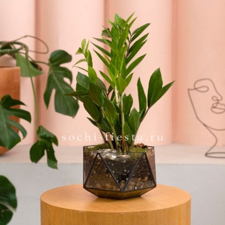 Замиокулькас в кашпо Икосаедр в Саратове