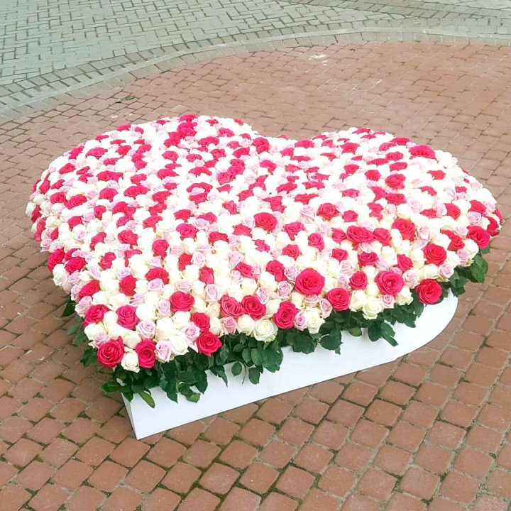 555 роза  в Саратове