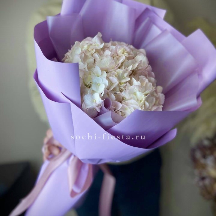 Гортензия розовая в Саратове