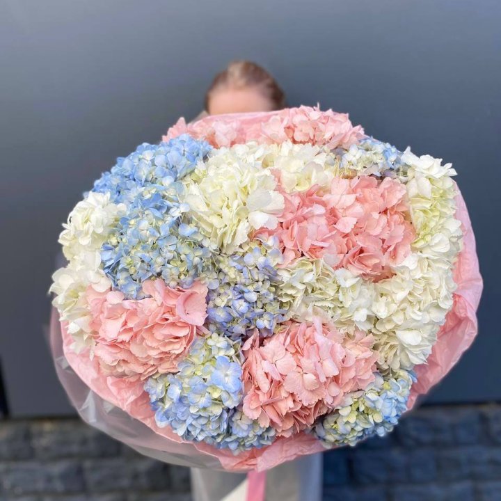 19 гортензий микс в Саратове