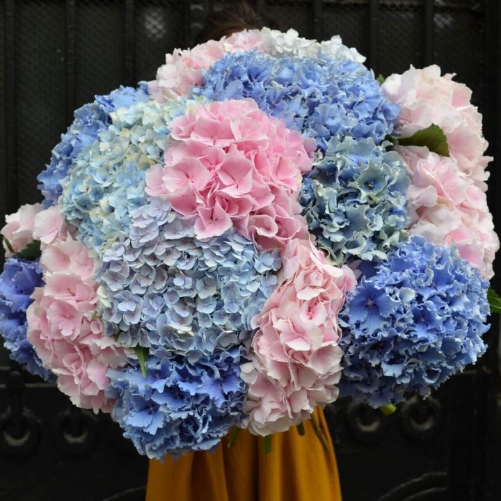 Букет гортензий "Фонтан" в Саратове