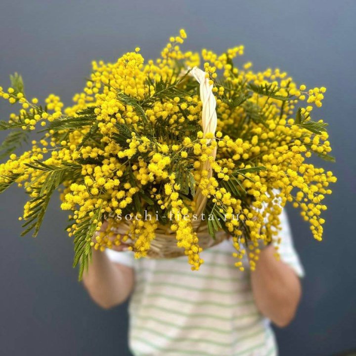 Весенняя корзина мимозы в Саратове