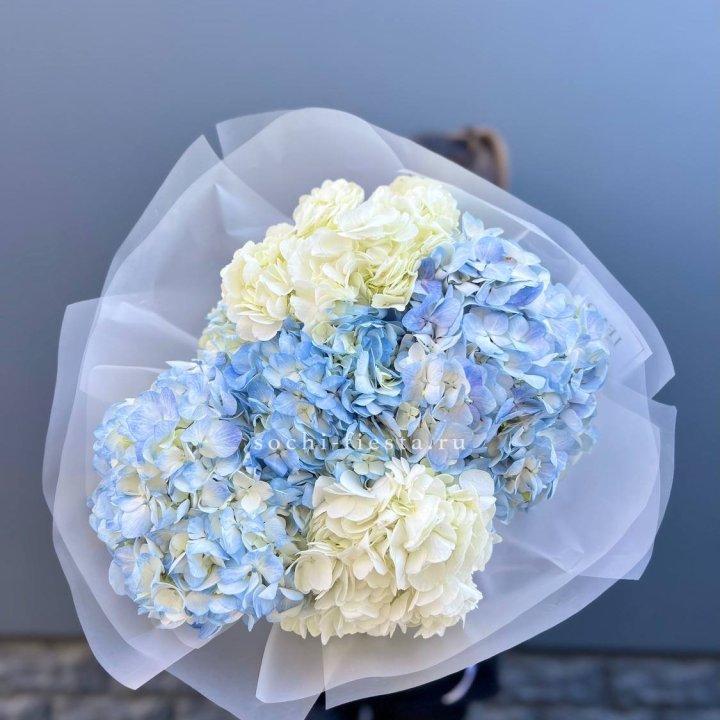 5 бело-голубых гортензий в Саратове