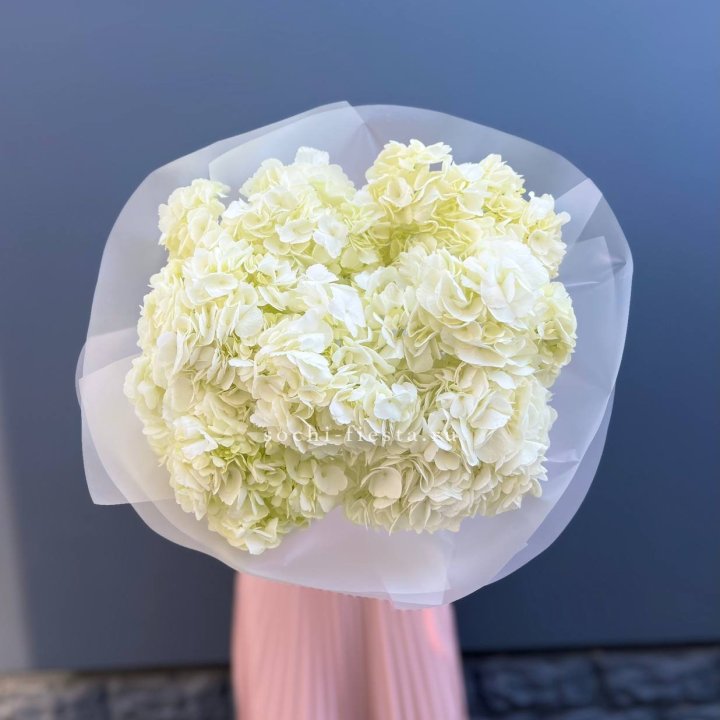 7 белых гортензий в Саратове