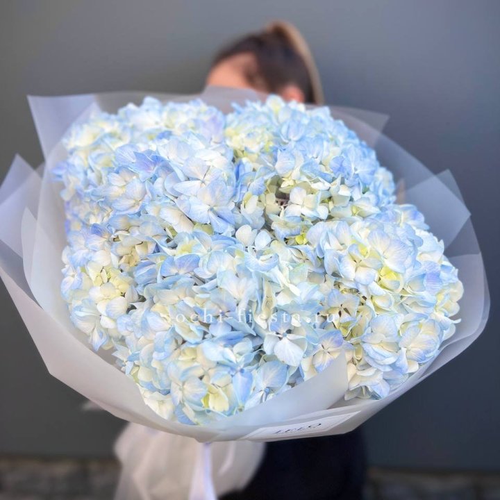 5 голубых гортензий в Саратове