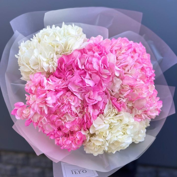 5 бело-розовых гортензий в Саратове