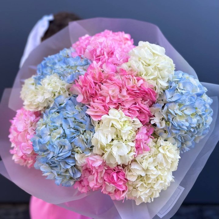 11 гортензий микс в Саратове