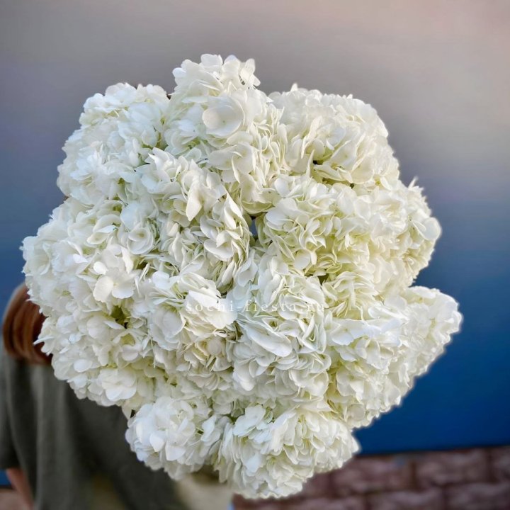 Охапка белой гортензии в Саратове