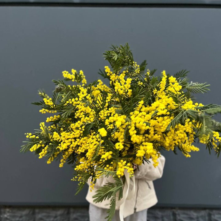 Охопка мимозы в Саратове