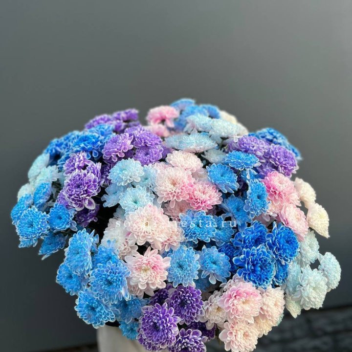 25 цветных хризантем в Саратове