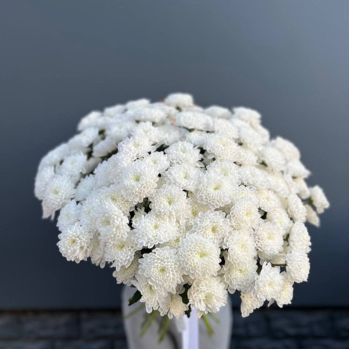  25 хризантем белых в Саратове