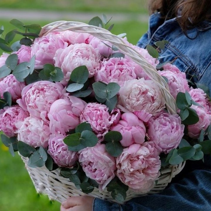 51 пион в корзине в Саратове