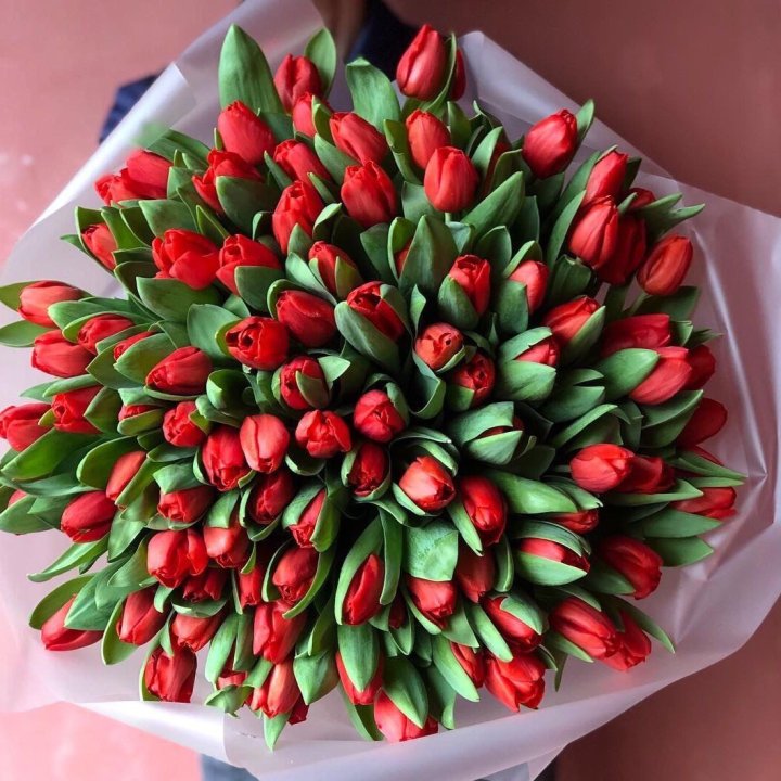 101 красный тюльпан в Саратове